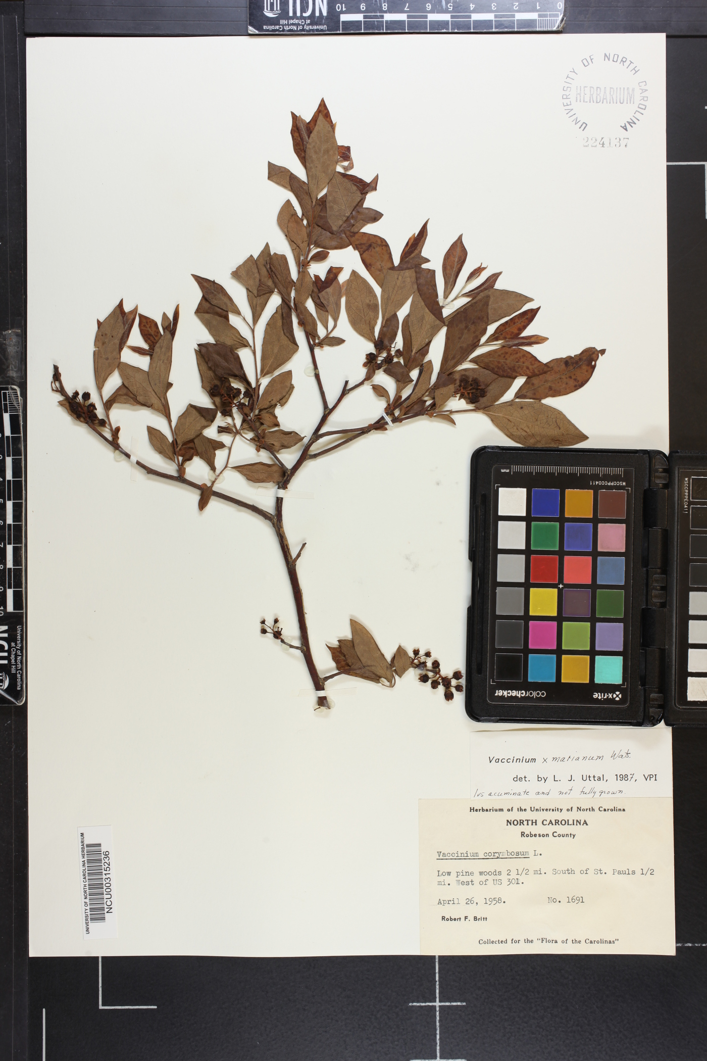 Vaccinium x marianum image