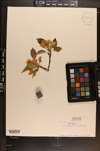 Malus pumila image