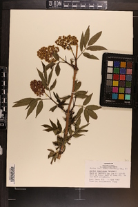 Sorbus americana image