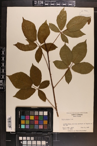 Rubus argutus image