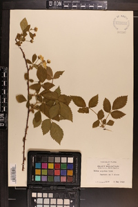 Rubus argutus image