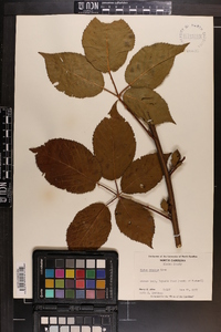 Rubus argutus image