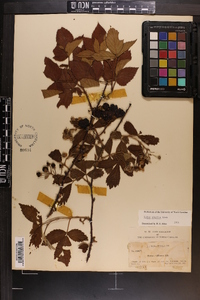 Rubus argutus image