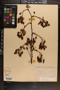 Rubus argutus image