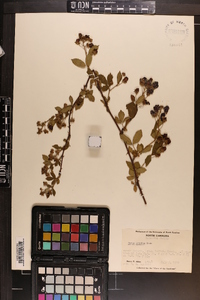 Rubus argutus image