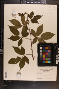 Rubus argutus image