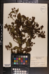 Rubus argutus image