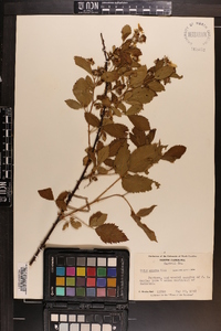 Rubus argutus image