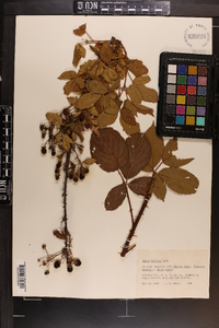 Rubus argutus image