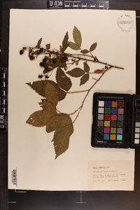 Rubus argutus image