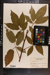 Rubus argutus image