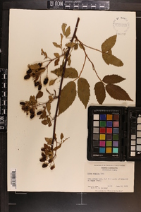 Rubus argutus image