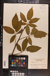 Rubus argutus image