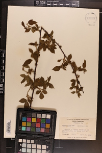 Rubus argutus image