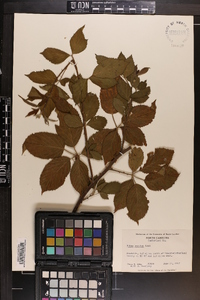 Rubus argutus image