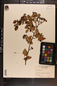 Rubus argutus image