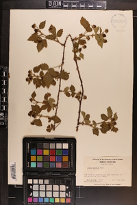 Rubus argutus image