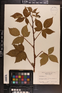 Rubus argutus image