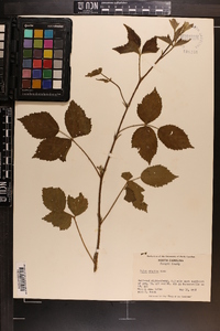 Rubus argutus image