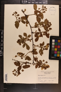 Rubus argutus image