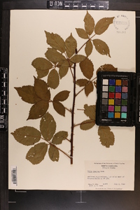 Rubus argutus image