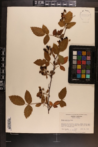 Rubus argutus image