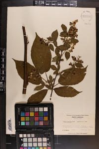 Rubus argutus image