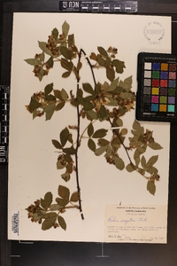 Rubus argutus image