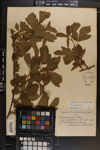 Rubus argutus image