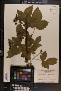 Rubus argutus image