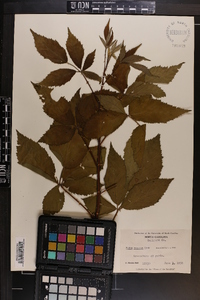 Rubus argutus image