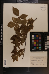 Rubus argutus image