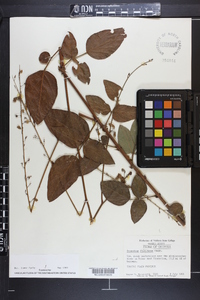 Desmodium floridanum image