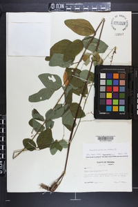 Desmodium glabellum image