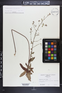 Desmodium glabellum image