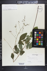 Desmodium glabellum image