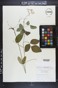 Desmodium glabellum image