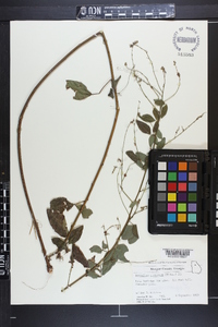 Desmodium glabellum image