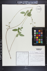 Desmodium glabellum image