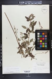 Desmodium glabellum image