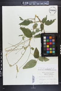 Desmodium glabellum image