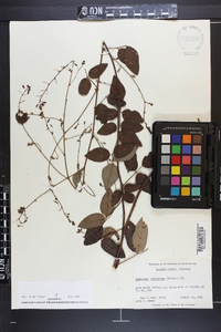 Desmodium laevigatum image