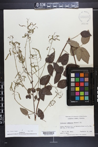 Desmodium laevigatum image