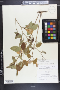 Clitoria mariana image