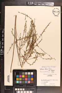 Lythrum alatum var. alatum image