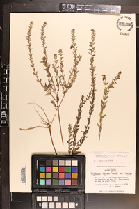 Lythrum alatum var. alatum image