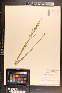 Lythrum alatum var. alatum image