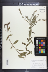 Lythrum alatum var. lanceolatum image