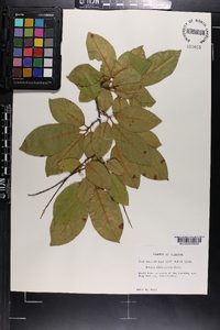 Prunus alabamensis image