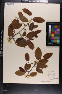 Prunus serotina subsp. hirsuta image